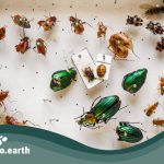 Neue Forschungsergebnisse zum Insektensterben